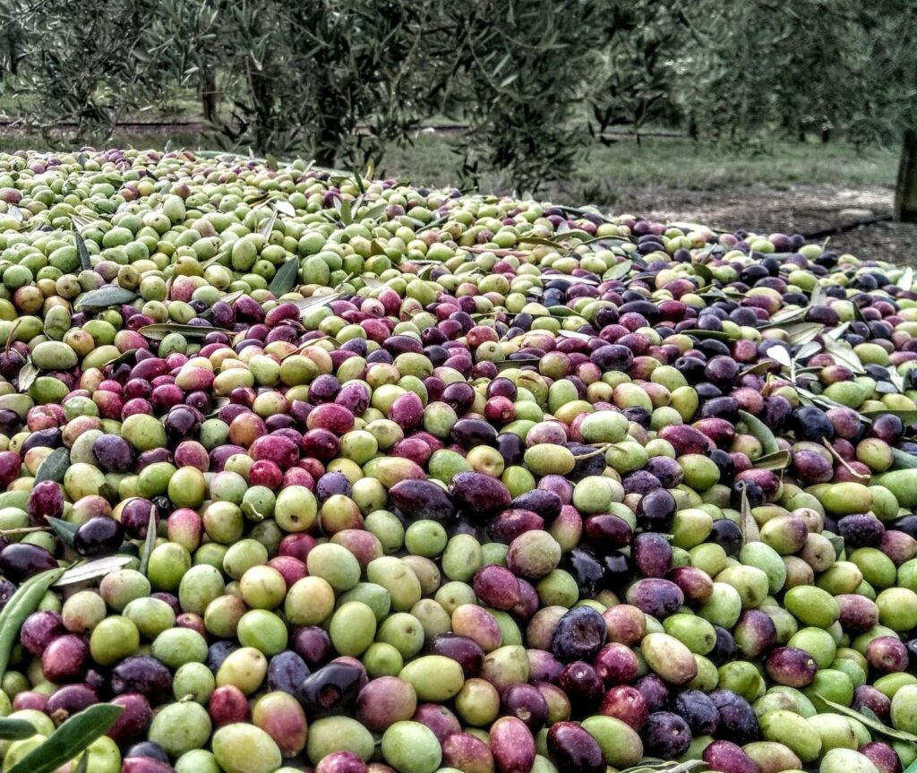 Les olives de Provence durant la récolte